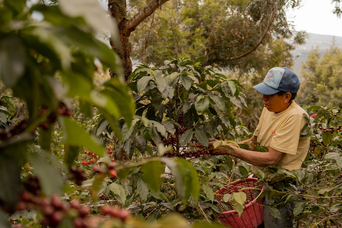 Petani mitra memanen biji kopi merah matang langsung dari pohon di kebun mitra Kopi Nusa